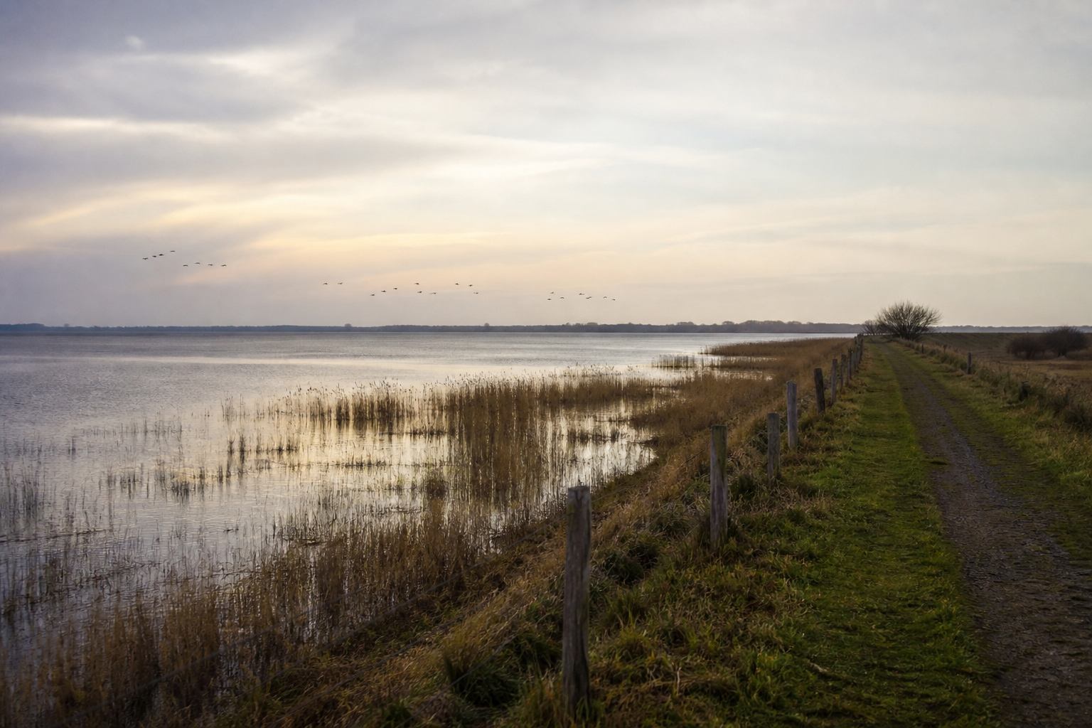 Dike path and reed beds along Dümmer See under evening light
